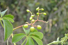 Cyphostemma auriculatum